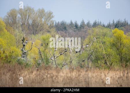 Cormorant ( Phalacrocorax carbo ), colonie du Wagbachniederung près de Waghäusel. Banque D'Images