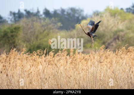 Héron violet (Ardea purpurea) en vol. Banque D'Images