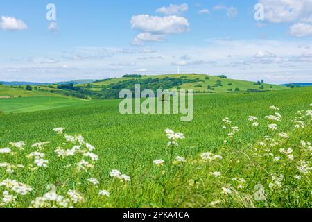 Vrbovce, collines des Carpates blanches (Biele Karpaty), champ des Carpates blanches (Biele Karpaty), Slovaquie Banque D'Images