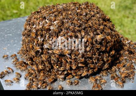 08.05.2021, Allemagne, Brandebourg, Neuenhagen - Allemagne - la chaleur des abeilles s'est installée sur une pierre. 00S210508D004CAROEX.JPG [VERSION DU MODÈLE : NON APPLICABLE, Banque D'Images