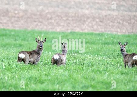 Cerf dans le champ Banque D'Images