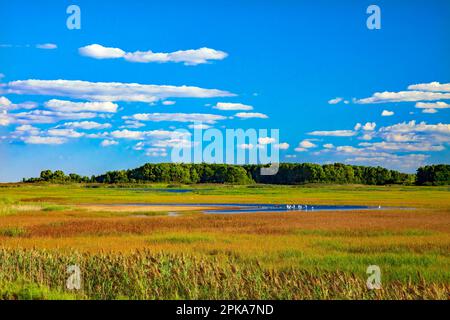 Un marais d'eau douce à la réserve naturelle nationale de Bombay Hook, Delaware Banque D'Images