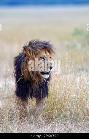 Lion fourré (Panthera leo) avec une manne très foncée, réserve de gibier de Maasai Mara, Kenya. Banque D'Images