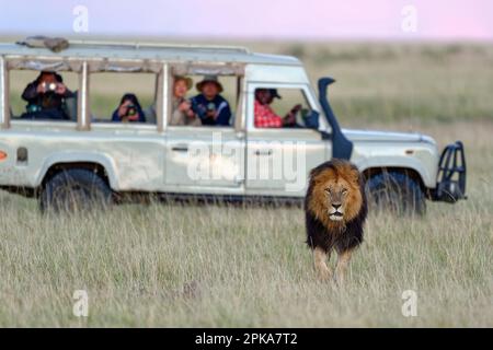 Lion mandé (Panthera leo) et jeep touristique, sanctuaire de la faune de Maasai Mara, Kenya. Banque D'Images