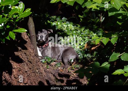 14.06.2022, Grande-Bretagne, Windsor, Ascot - Staffordshire Bull Terrier couché à l'ombre. 00S220614D129CAROEX.JPG [AUTORISATION DU MODÈLE : OUI, PROPRIÉTÉ RELEA Banque D'Images