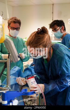 Formation de stagiaires médicaux à la technique ECMO, Oxygénation extracorporelle des membranes. Banque D'Images