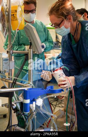 Formation de stagiaires médicaux à la technique ECMO, Oxygénation extracorporelle des membranes. Banque D'Images