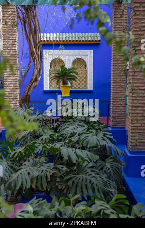 Maroc, Marrakech, jardin Majorelle, jardin Yves Saint Laurent Banque D'Images