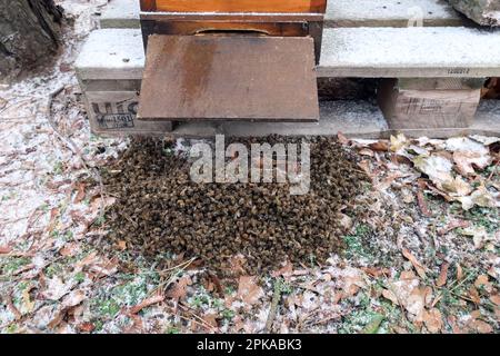 18.12.2022, Allemagne, , Berlin - abeilles mortes couchés devant l'entrée de leur ruche en hiver. 00S221218D242CAROEX.JPG [VERSION DU MODÈLE : NON AP Banque D'Images