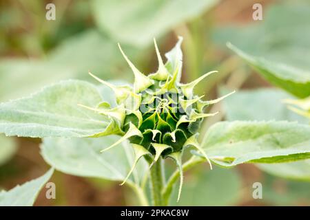 Tournesol, bourgeon, fermé, montant, gros plan, Fleur, botanique, flore, Bad Kissingen, Bavière, Allemagne, Banque D'Images