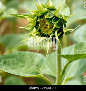 Tournesol, bourgeon, fermé, montant, gros plan, Fleur, botanique, flore, Bad Kissingen, Bavière, Allemagne, Banque D'Images