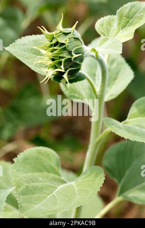 Tournesol, bourgeon, fermé, montant, gros plan, Fleur, botanique, flore, Bad Kissingen, Bavière, Allemagne, Banque D'Images