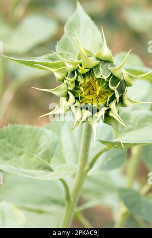 Tournesol, bourgeon, fermé, montant, gros plan, Fleur, botanique, flore, Bad Kissingen, Bavière, Allemagne, Banque D'Images