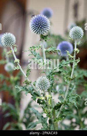 Chardon à boules bleues, chardon, échinops, plante, botanique, Été, nature, fleur d'été, Bad Kissingen, Bavière, Allemagne, Banque D'Images