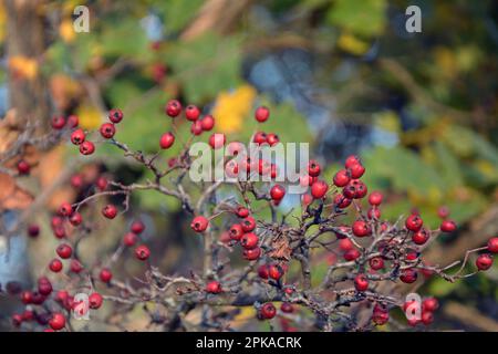 Gros plan des branches et des fruits rouges mûrs de l'aubépine (Crataegus) à la fin de l'été. Image horizontale avec mise au point sélective, arrière-plan flou Banque D'Images