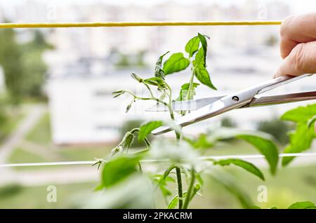 Les mains des hommes élagage des sucer (pousses latérales) des plants de tomate avec des ciseaux. Agriculteur homme jardinage dans la serre à la maison Banque D'Images