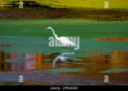 Un grand Egret débarquant dans un étang d'eau douce à la réserve naturelle nationale de Bombay Hook, Delaware Banque D'Images