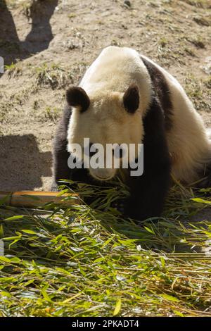 Un adorable ours de panda se déguerra avec plaisir sur des feuilles de bambou fraîches dans un cadre extérieur Banque D'Images