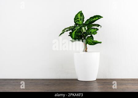 Aglaonema pictum tricolore plante sur une table en bois Banque D'Images