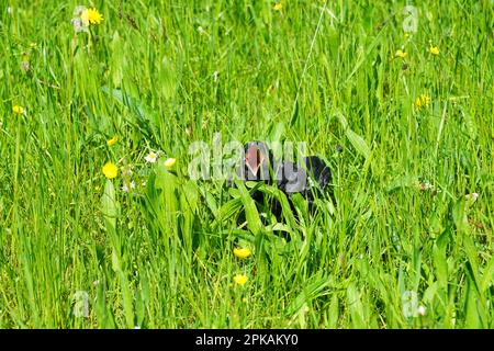 Petite faim criant oiseau raven dans un pré, kleiner schreiender Rabe Vogel dans einer Wiese au Bayern, Bavière, Allemagne Banque D'Images