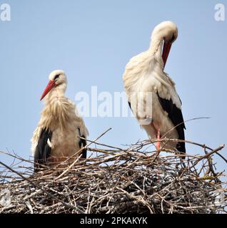 Une cigogne blanche est dans le nid contre le fond du ciel Banque D'Images