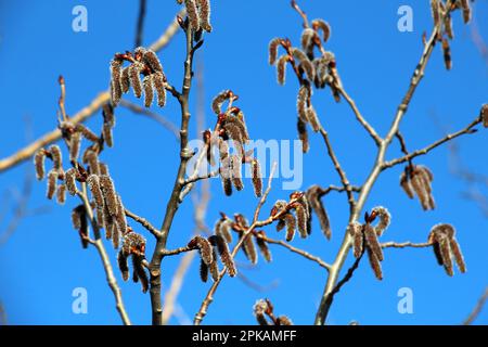 Les boucles d'oreilles Aspen (Populus tremula, Populus pseudotremula) fleurissent dans la nature au printemps Banque D'Images