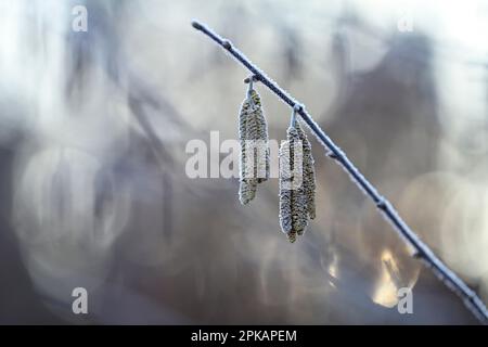 Les chatons de fleurs de la brousse de noisette (Corylus avellana) sont recouverts de houarfrost, en Allemagne Banque D'Images