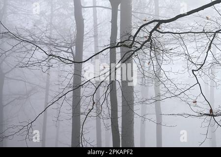 Brouillard humeur dans la forêt, en raison du manque de feuillage en hiver, vous pouvez voir la structure fine des branches, Allemagne Banque D'Images