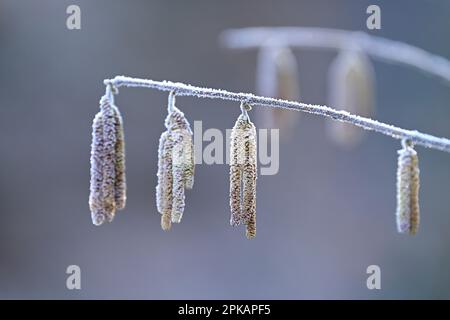 Les chatons de fleurs de la brousse de noisette (Corylus avellana) sont recouverts de houarfrost, en Allemagne Banque D'Images