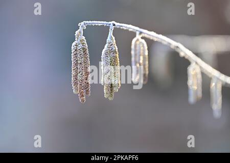 Les chatons de fleurs de la brousse de noisette (Corylus avellana) sont recouverts de houarfrost, en Allemagne Banque D'Images