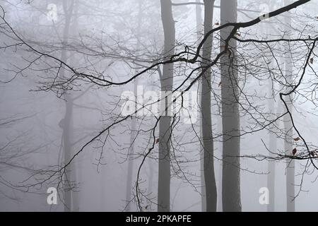 Brouillard humeur dans la forêt, en raison du manque de feuillage en hiver, vous pouvez voir la structure fine des branches, Allemagne Banque D'Images