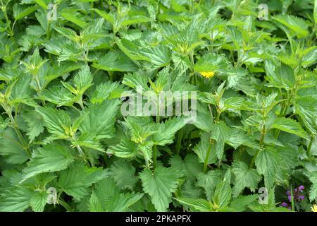 L'ortie dioïque (Urtica dioica) avec des feuilles vertes pousse dans des épaississants naturels. Banque D'Images