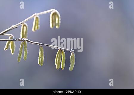 Chat floral de la brousse de noisette (Corylus avellana), Hoarfrost, Allemagne Banque D'Images