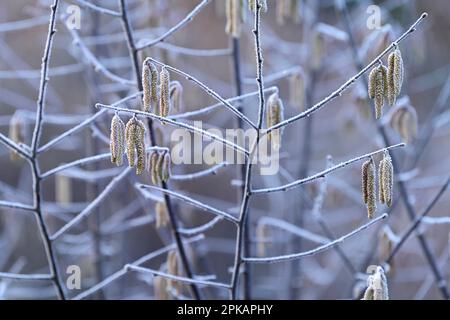 Les chatons de fleurs et les branches d'un brousse de noisette (Corylus avellana) sont recouverts de houarfrost, en Allemagne Banque D'Images