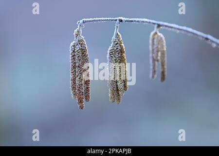 Les chatons de fleurs de la brousse de noisette (Corylus avellana) sont recouverts de houarfrost, en Allemagne Banque D'Images