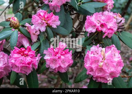 Grandes fleurs roses ou fleurs de Rhododendron tanastylum var. Le pennivenium au printemps ou en avril, au Royaume-Uni Banque D'Images