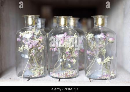 Three glass vases with dried flowers Banque D'Images