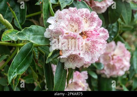 Fleurs frappantes ou fleurs de Rhododendron irroratum 'Polka Dot' arbuste, blanc et violet profond fortement tacheté étouffé rose au printemps, Royaume-Uni Banque D'Images
