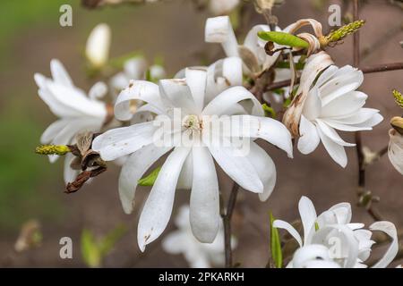 Fleurs blanches en forme d'étoile ou fleurs sur l'arbuste Magnolia stellata, également appelé étoile magnolia au printemps, Royaume-Uni Banque D'Images
