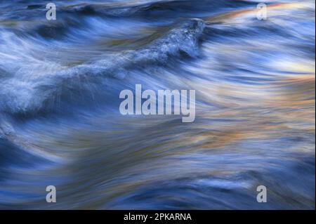 Eau coulant et vagues de la Vologne, les feuilles d'automne colorées mettent des touches jaunes dans l'eau, Vosges, France Banque D'Images