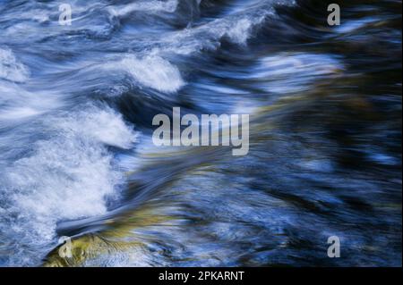 Eau coulant et vagues de la Vologne, les feuilles d'automne colorées mettent des touches jaunes dans l'eau, Vosges, France Banque D'Images