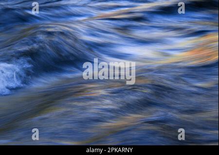 Eau coulant et vagues de la Vologne, les feuilles d'automne colorées mettent des touches jaunes dans l'eau, Vosges, France Banque D'Images