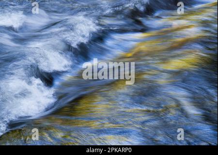 Eau coulant et vagues de la Vologne, les feuilles d'automne colorées mettent des touches jaunes dans l'eau, Vosges, France Banque D'Images