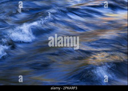 Eau coulant et vagues de la Vologne, les feuilles d'automne colorées mettent des touches jaunes dans l'eau, Vosges, France Banque D'Images