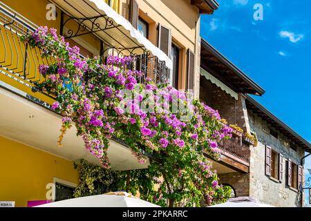 Bougainvillea, Vieille ville, Sirmione, Lac de Garde, Brescia, Italie, Europe Banque D'Images