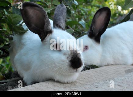 Un lapin adulte de la race californienne Banque D'Images