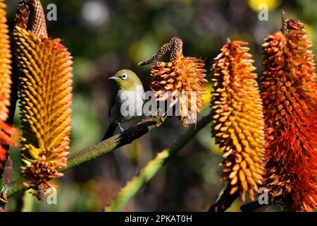 Œil blanc du Cap (Zosterops capensis), se nourrissant des fleurs d'aloès, Hermanus, Afrique du Sud. Banque D'Images