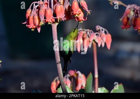 Oiseau de soleil malachite (Nectarinia famosa) se nourrissant de fleurs de cotylédon, Hermanus, Afrique du Sud. Banque D'Images