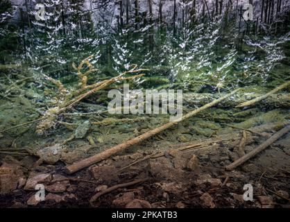 Troncs d'arbres dans l'Eibsee près de Garmisch-Partenkirchen Banque D'Images