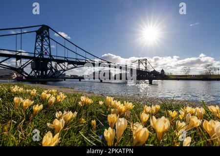 Fleurs de crocus jaunes en fleurs, Kaiser Wilhelm Bridge, contre-jour, Wilhelmshaven, Basse-Saxe, Allemagne Banque D'Images